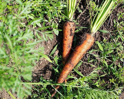 その他のサービス